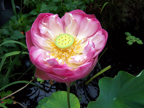 Lotus