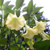 Brugmansia