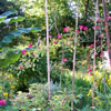 Climbing Rose
