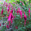 Hardy Fuchsia
