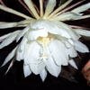 Hylocereus Undatus