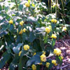 Jerusalem Sage