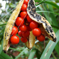 Iris Foetidissima
