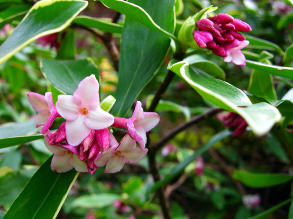 Daphne