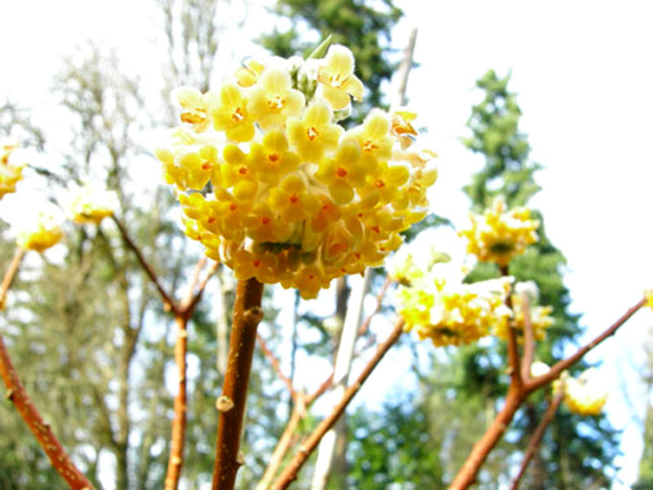 Edgeworthia