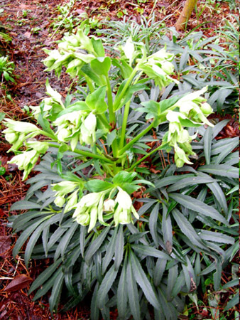 Helleborus Foetidus