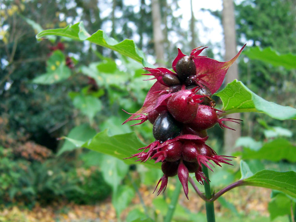 Himalayan Honeysuckle