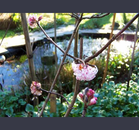 Viburnum