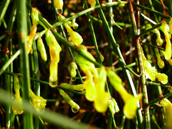 Winter Jasmine