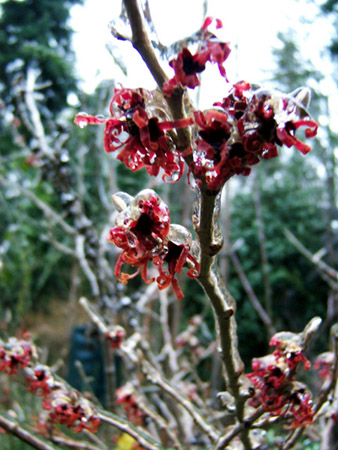 Witch-Hazel