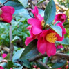 Camellia Sasanqua