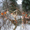 Chinese Lantern Plant
Draped Over Weeping Birch