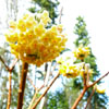 Edgeworthia