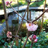 Viburnum