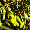 Winter Jasmine
