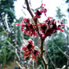 Witch-Hazel